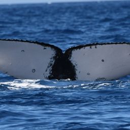 Fluke of HW-MN0441701