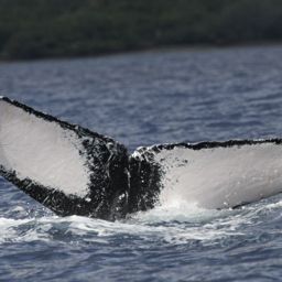 Fluke of HW-MN0441482