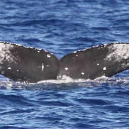 Fluke of HW-MN0441692