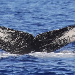 Fluke of HW-MN0441720
