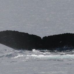 Fluke of HW-MN0441566