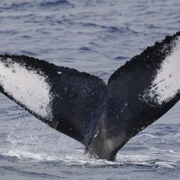 Fluke of HW-MN0441716