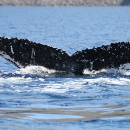 Fluke of HW-MN0441501