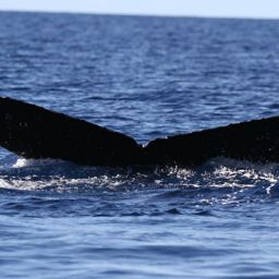 Fluke of HW-MN0441512