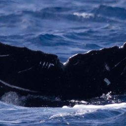 Fluke of HW-MN0441508