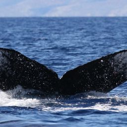 Fluke of HW-MN0441511