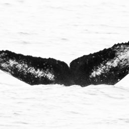 Fluke of CRC-16773