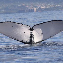 Fluke of HW-MN0441498