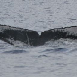 Fluke of HW-MN0441721
