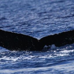Fluke of HW-MN0441515