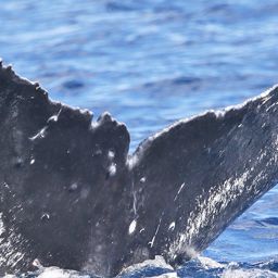 Fluke of HW-MN0441490