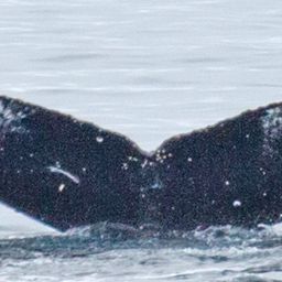 Fluke of HW-MN1302300