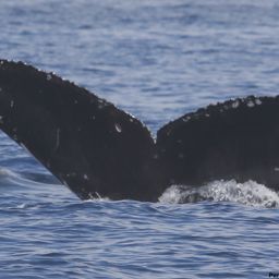 Fluke of HI17-0090