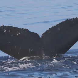Fluke of HI17-0059