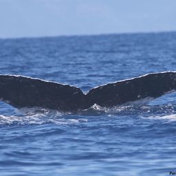 Fluke of SEAK-1458