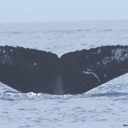 Fluke of HI17-0136