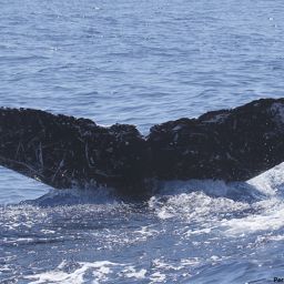 Fluke of HI07-0163