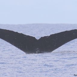 Fluke of HI17-0084