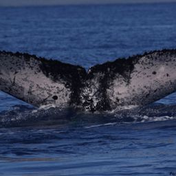 Fluke of HI17-0101