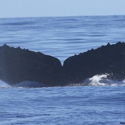 Fluke of HI17-0123