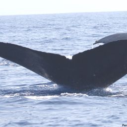 Fluke of HI17-0014