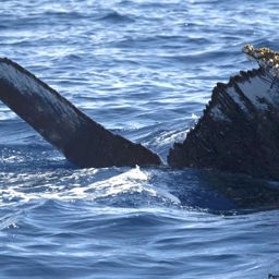 Fluke of HI07-0092