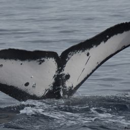 Fluke of HI18-0083