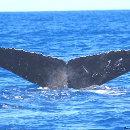 Fluke of Brosa