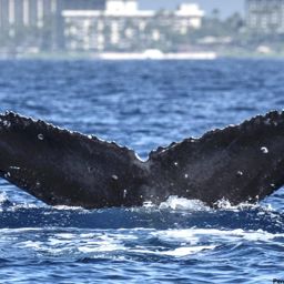 Fluke of HI18-0043