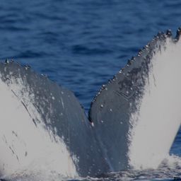Fluke of HI18-0034