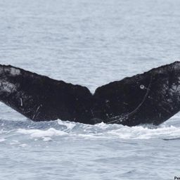 Fluke of HI18-0058