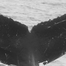 Fluke of CRC-11527