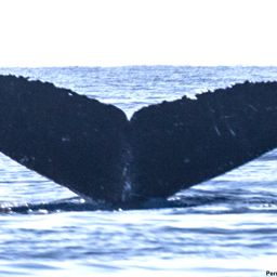 Fluke of BCX0095