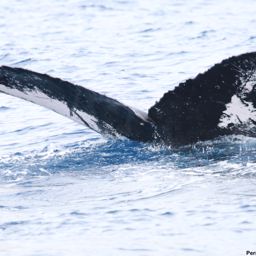 Fluke of HI18-0073