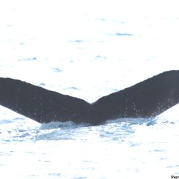 Fluke of HI18-0072
