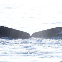 Fluke of HI18-0052