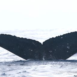 Fluke of HI18-0087