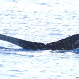 Fluke of HI18-0163