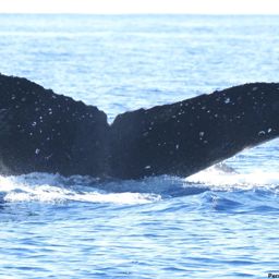 Fluke of HI18-0054