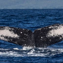 Fluke of HI18-0013
