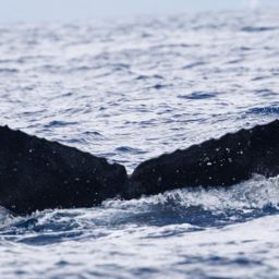 Fluke of HI19-0053