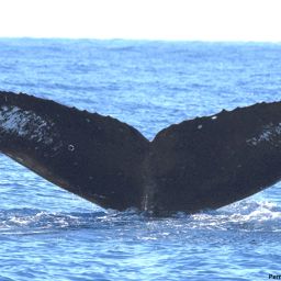 Fluke of HI19-0106