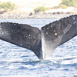 Fluke of HI19-0030