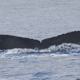 Fluke of BCX0615