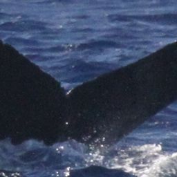 Fluke of SEAK-5532