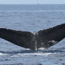 Fluke of HI19-0072