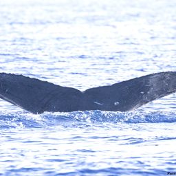 Fluke of HI19-0046