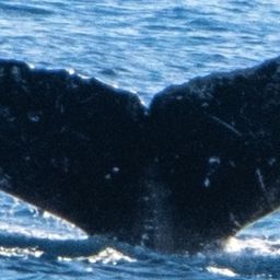 Fluke of SEAK-5372