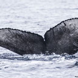 Fluke of HI19-0127