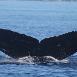 Fluke of HI19-0035
